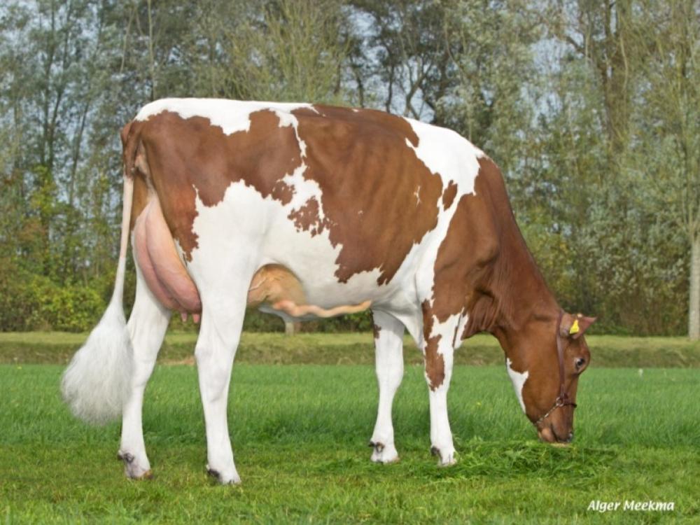 Poppe Fienchen 8685 (Großmutter)