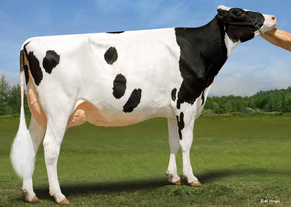Genosource Hanans 80210 VG-87 (Mutter)