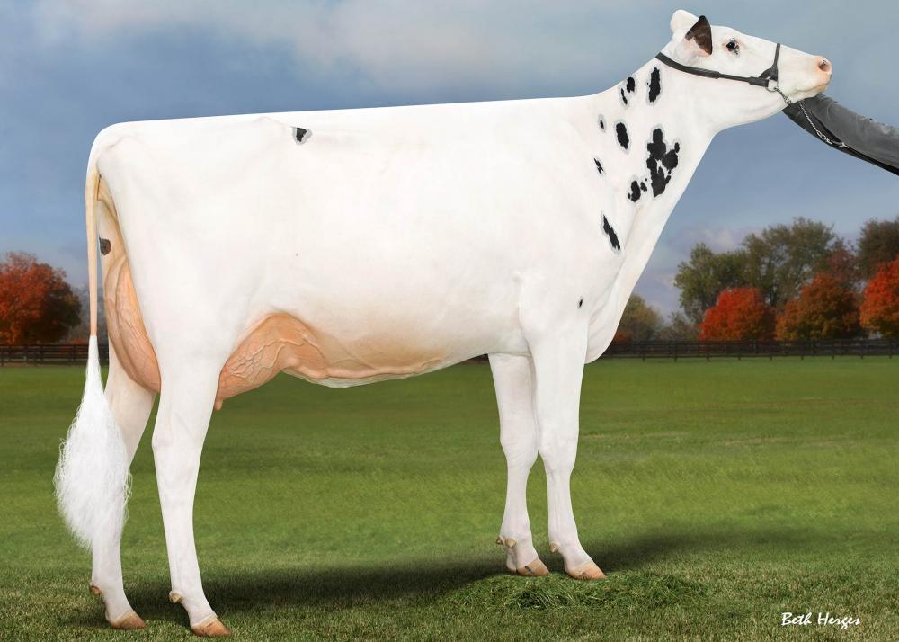 Jacobs Lambda Shayla EX-92 (Mutter)
