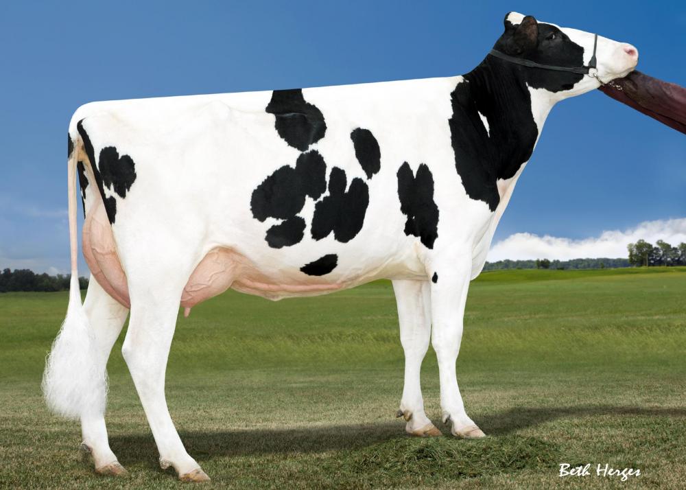Miss Ocd Robst Delicious VG-87 (Stammkuh)