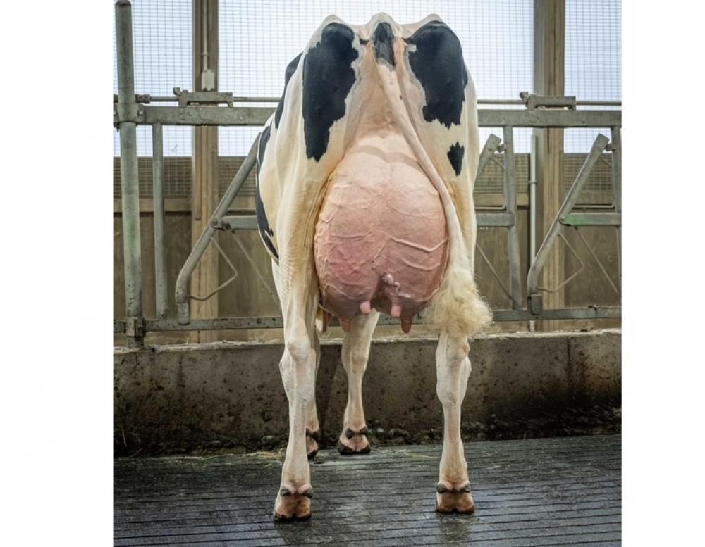 OCD Weelhouse Rae 68559 EX-91 (Mutter)