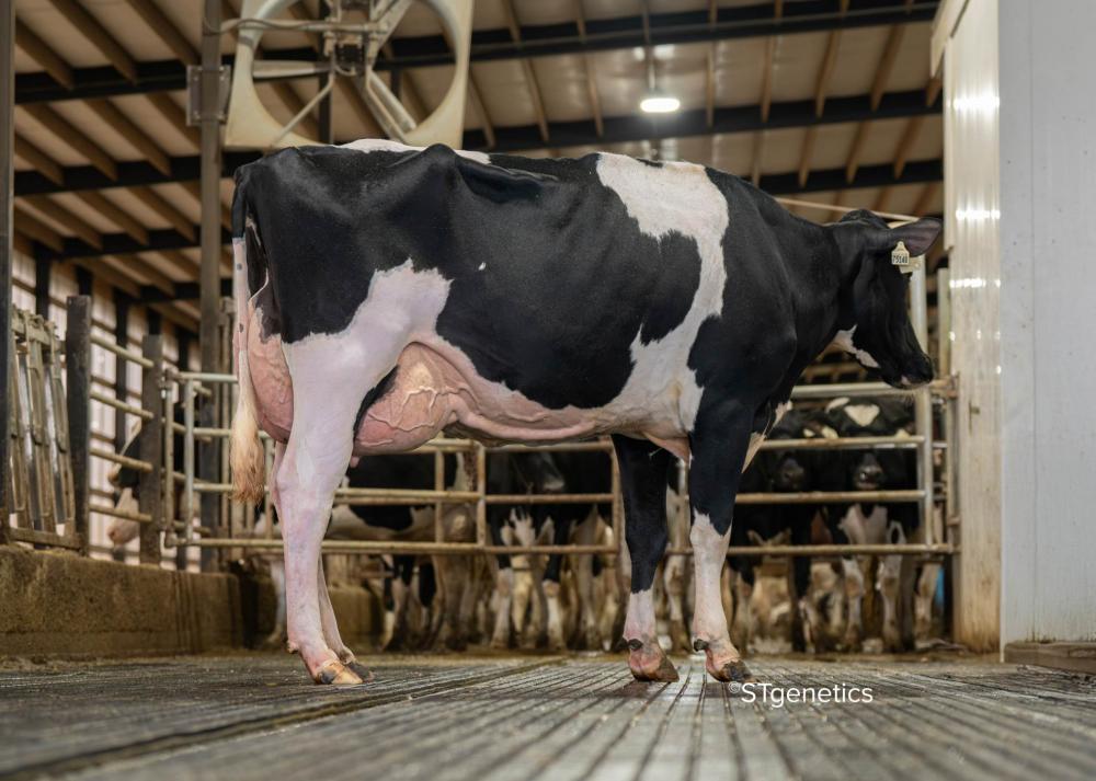 Farnear Siena 75140 (Mutter)