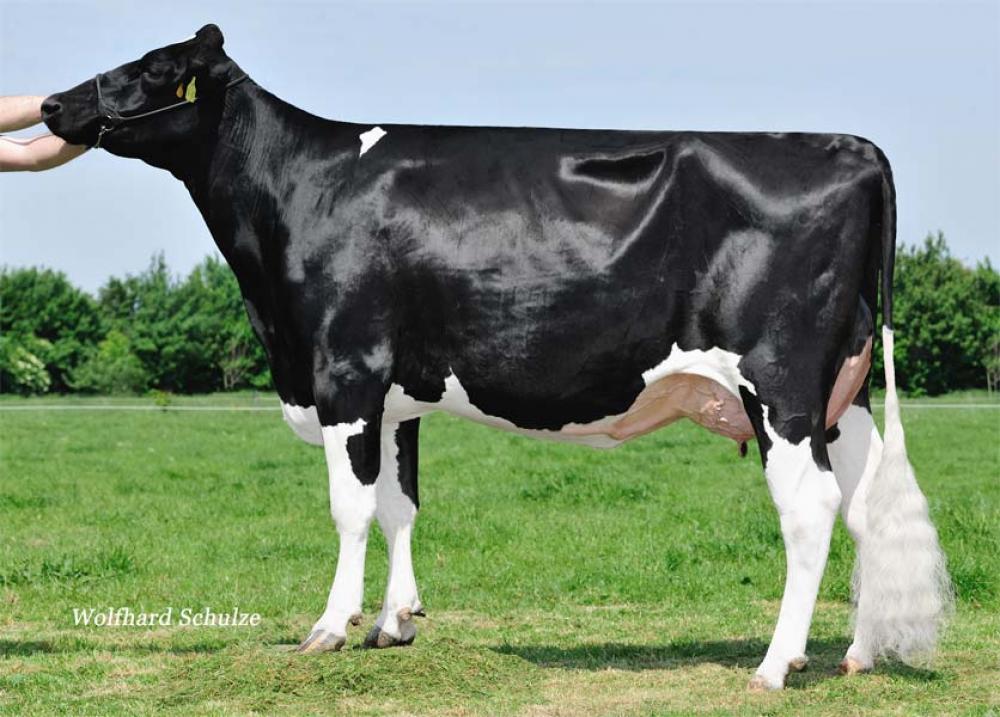 MR Commander Diva EX-90