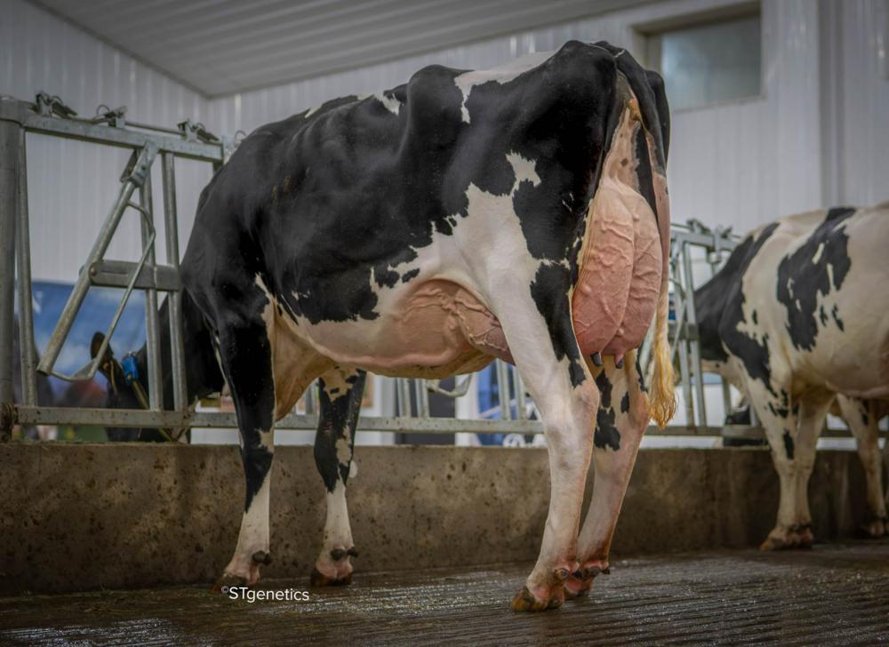 Genosource Yoko 71451 EX-90 (Mutter)