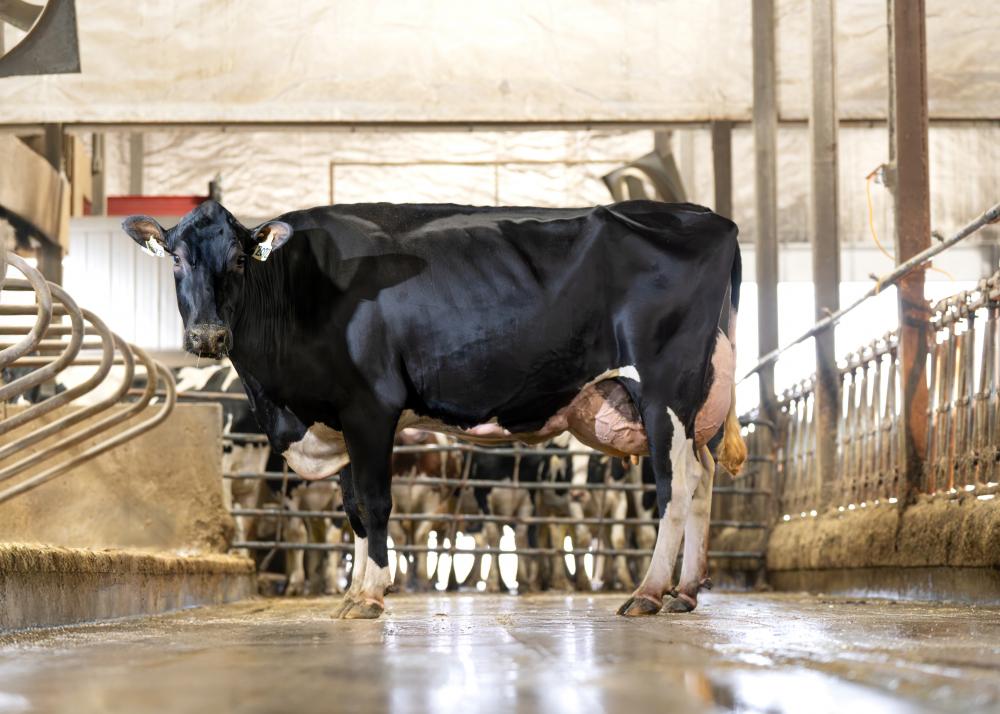 San-Dan Deluxe Lucy 2072