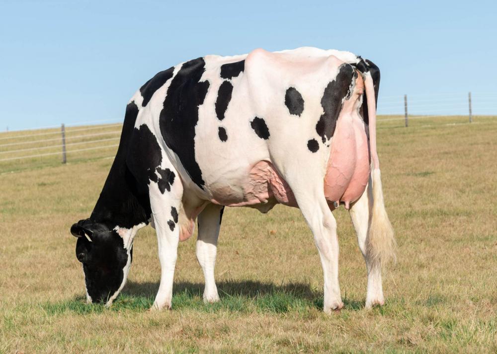 T-Spruce Jaela 47718-ET VG-88 (Großmutter)