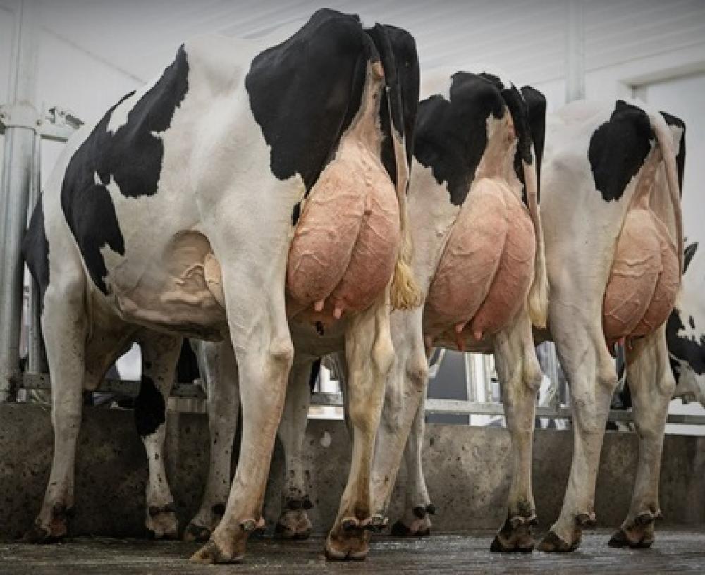 Garza Töchtergruppe