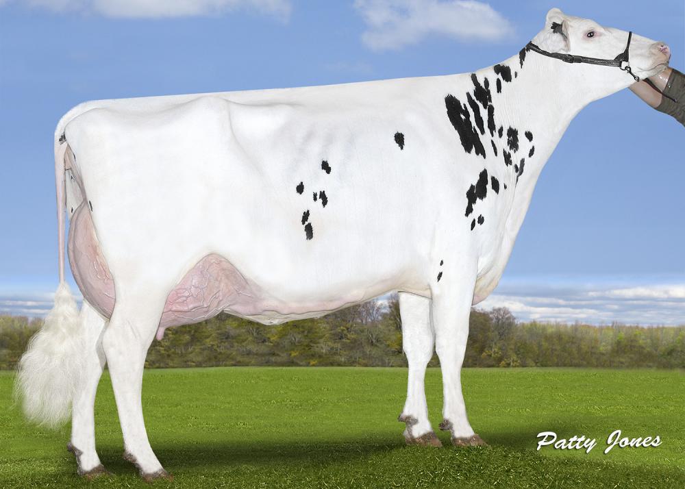 Calbrett Kingboy Miranda P EX-93 (Stammkuh)