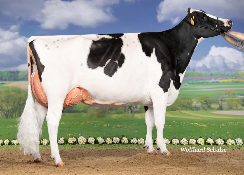 WMH Addisyn EX-90 (Großmutter)