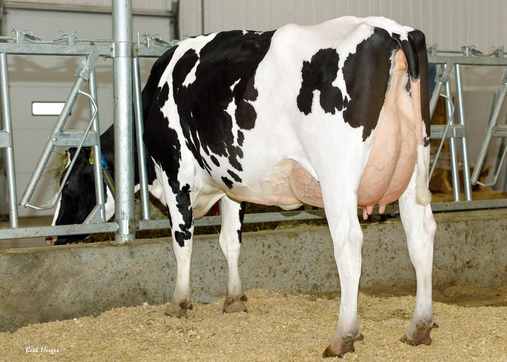 Bomaz GS Captain 10767 (gleiche Kuhfamilie)