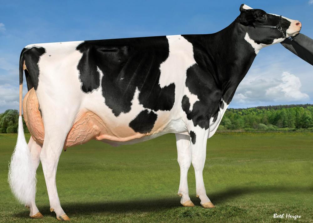 Ladyrose Caught Your Eye EX-95 (Großmutter)