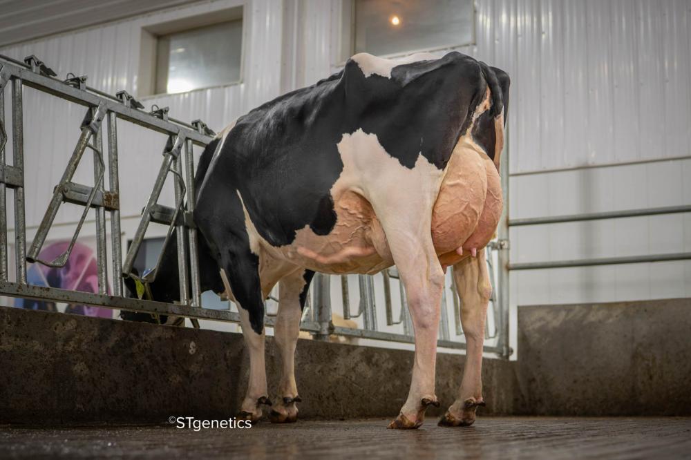 Genosource Jagger 74599 VG-86 (Schwester zur Mutter)