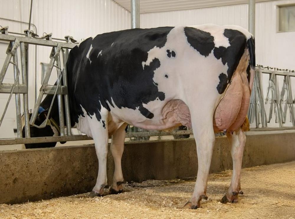 Genosource Bravo VG-88 (gleiche Kuhfamilie)