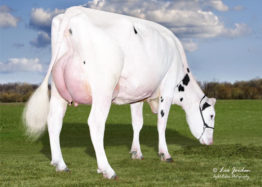 Pen-Col Sheepster-6879 (Mutter)