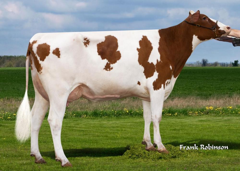 Edg Pat 74042 Red (4.Mutter) 