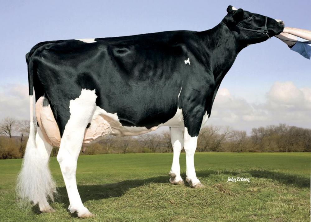 Kamps-Hollow Altitude EX-95 (Stammkuh)