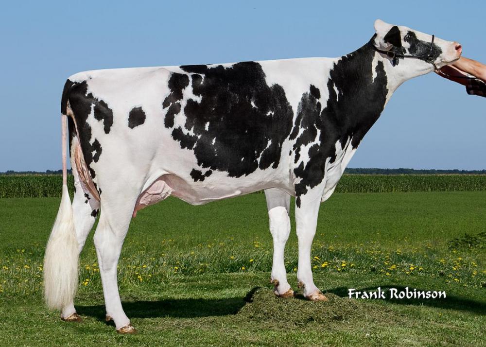 MS Aderyn Mc Abigail VG-85 (5. Mutter)