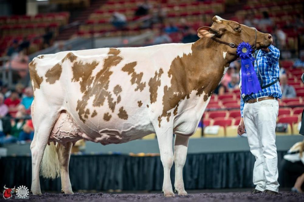 Antia Absolute Joline-Red (Tochter und Grand Champion WDE 2021)