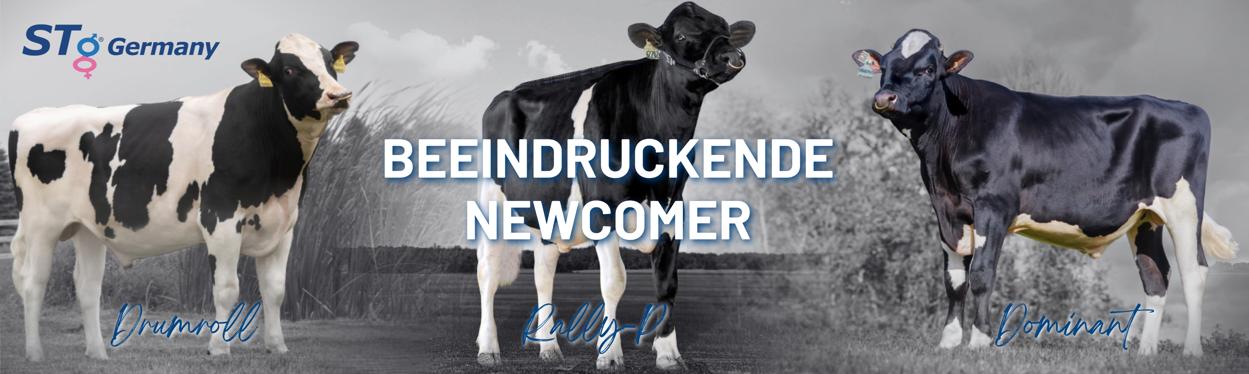 Newcomer